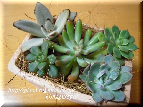 寄せ植え