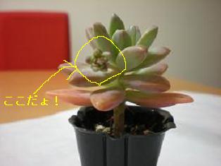 秋麗蕾