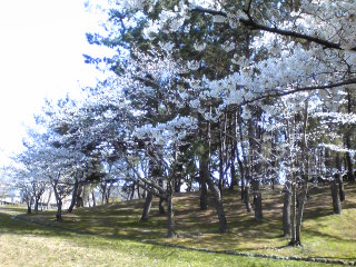 青山公園桜2010－３