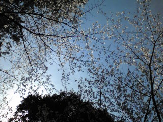 青山公園桜2010-２