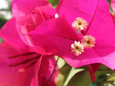 ﾌﾞｰｹﾞﾝ10515