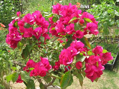 ﾌﾞｰｹﾞﾝIMG_5350