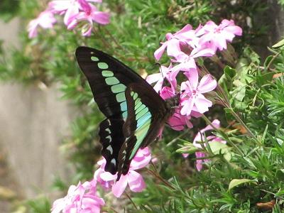 ｱｵｽｼﾞ10502_1345