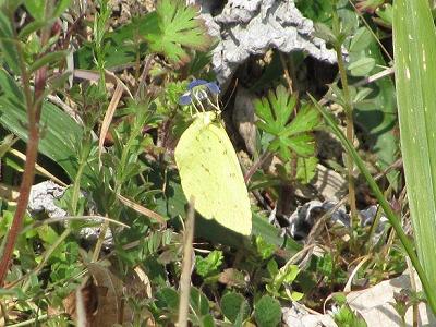 ｷﾁｮｳ110313_1048