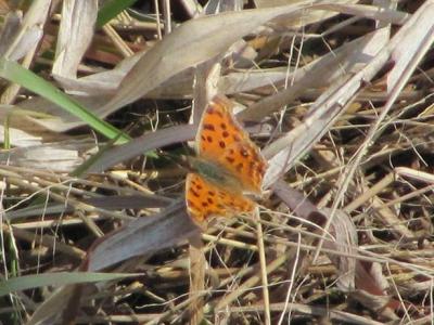 ﾀﾃﾊ110313_1030