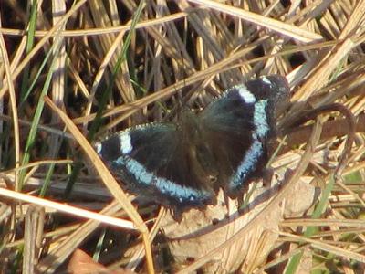 ﾙﾘﾀﾃﾊ10330_1631