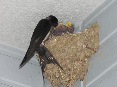 ﾂﾊﾞﾒ0527_1815