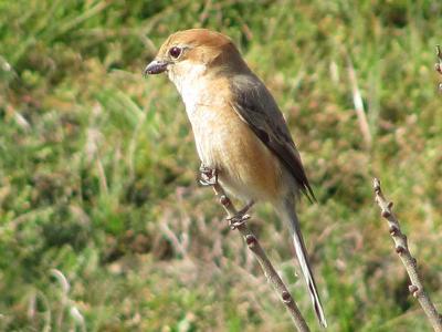 ﾓｽﾞ110313_1003