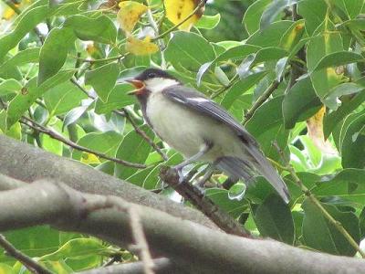 ｼｼﾞｭｳIMG_5572