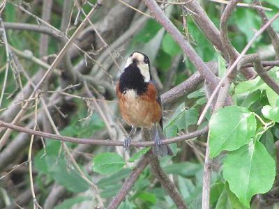 ﾔﾏｶﾞﾗIMG_5567