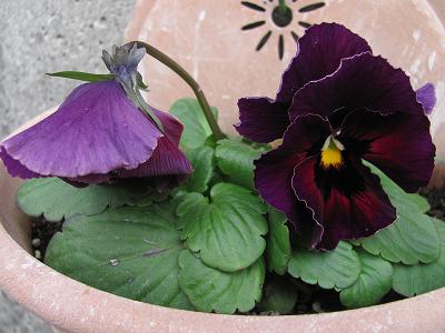 ﾊﾟﾝｼﾞｰ0105