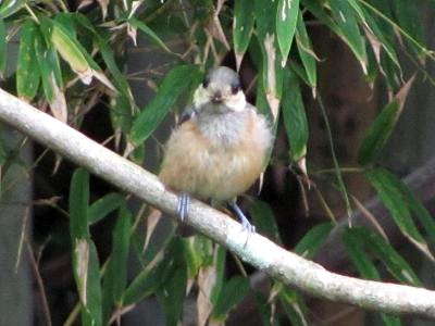 ﾔﾏｶﾞﾗIMG_5570