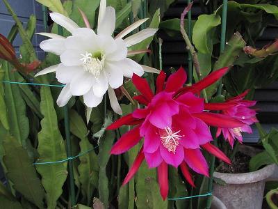 ｸｼﾞｬｸIMG_5637