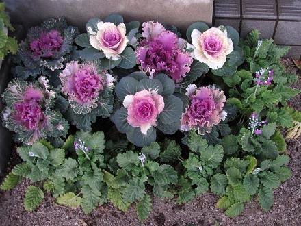 ﾊﾎﾞﾀﾝIMG_8551