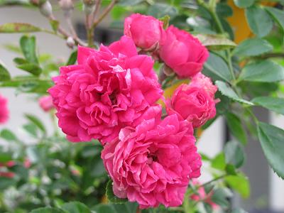 ﾐﾆﾊﾞﾗIMG_5542