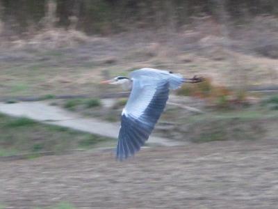 ｱｵｻｷﾞ110304_1740