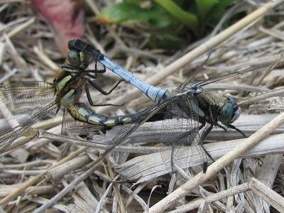 ｼｵｶﾗIMG_5439