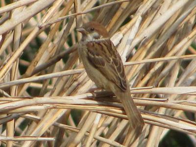 ｽｽﾞﾒIMG_5445