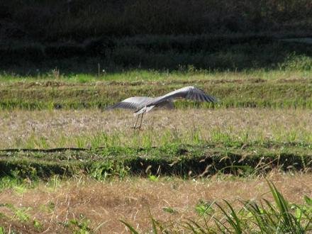 ｱｵｻｷﾞIMG_8127