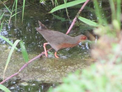 ﾋｸｲﾅIMG_5460