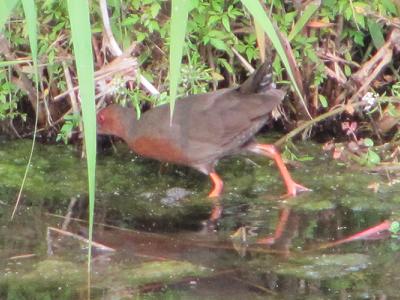 ﾋｸｲﾅIMG_5461