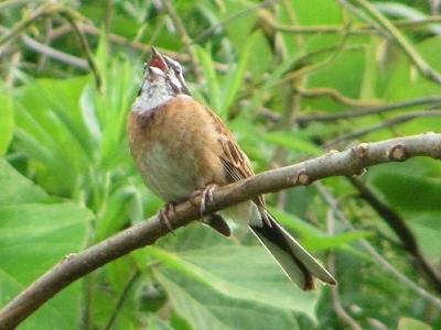 ﾎｵｼﾞﾛIMG_5458