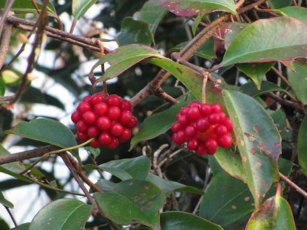 ｻﾈｶｽﾞﾗIMG_8174