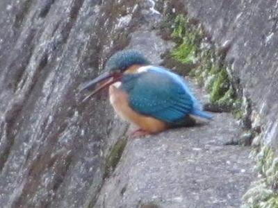 ｶﾜｾﾐ0110_1512