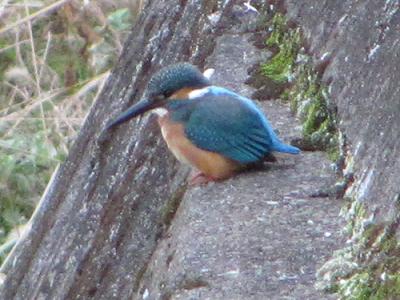 ｶﾜｾﾐ0110_1514