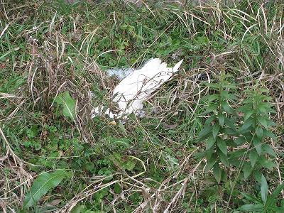 ﾀﾞｲｻｷﾞ0110_1532