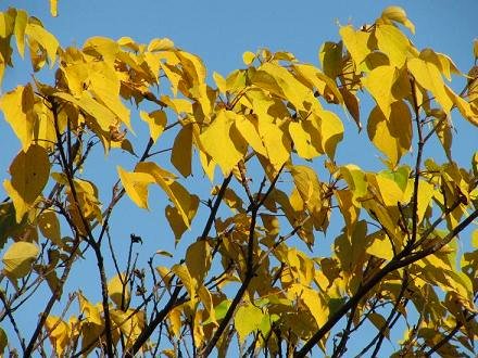 ｺｳﾖｳIMG_8124