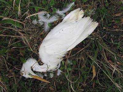 ﾀﾞｲｻｷﾞ0110_1533