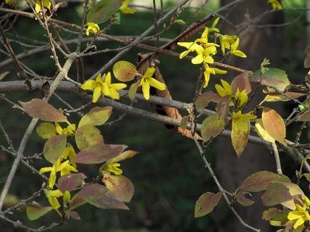 ﾛｳﾊﾞｲIMG_8182
