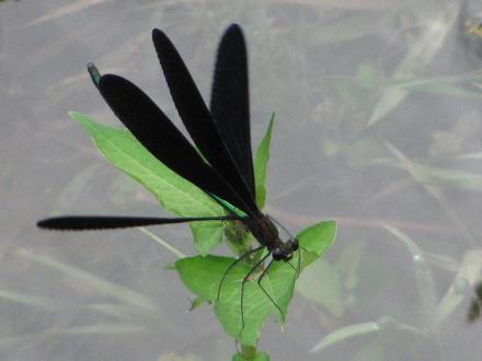 ﾊｸﾞﾛIMG_7779