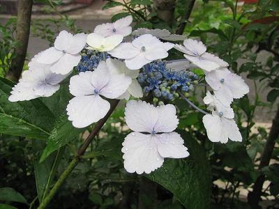 ｱｼﾞｻｲIMG_5750