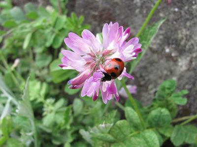 ﾃﾝﾄｳIMG_4278