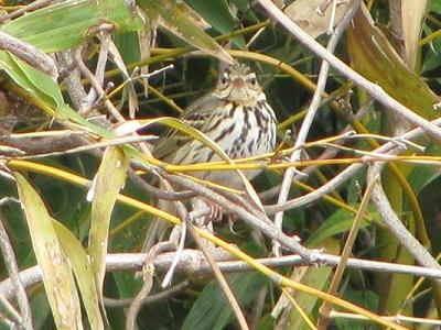 ﾋﾞﾝｽﾞｲ0312_1026