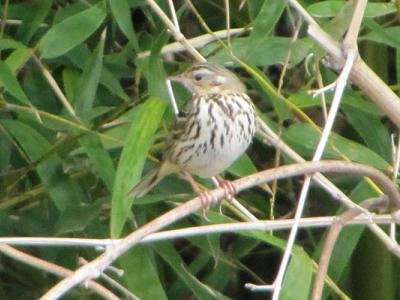 ﾋﾞﾝｽﾞｲ0312_1030