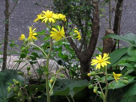 ﾂﾜﾌﾞｷIMG_7809