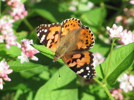 ﾋﾒｱｶIMG_7799