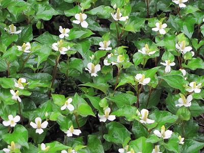 ﾄﾞｸﾀﾞﾐIMG_5535