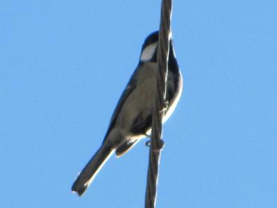 ｼｼﾞｭｳｶﾗ0104_1117