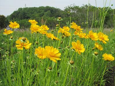 ｵｵｷﾝｹｲ10515