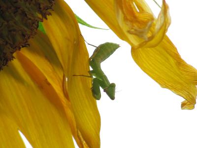 ｶﾏｷﾘIMG_6372