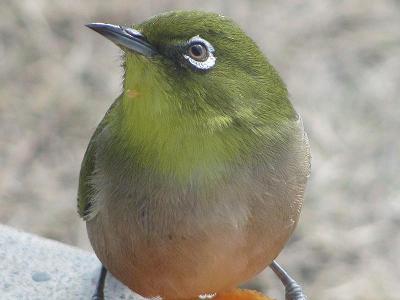 ﾒｼﾞﾛ0116_1419