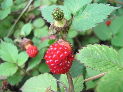 ﾉｲﾁｺﾞIMG_5352