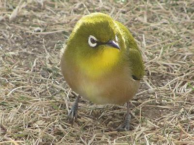 ﾒｼﾞﾛ0116_1516