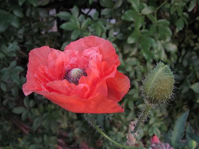 ﾋﾅｹﾞｼIMG_5372