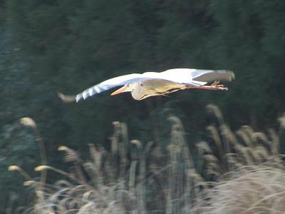 ｱｵｻｷﾞ10330_1125