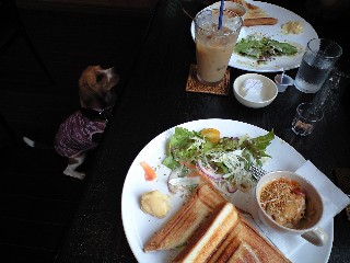 DOGCAFE Cookai